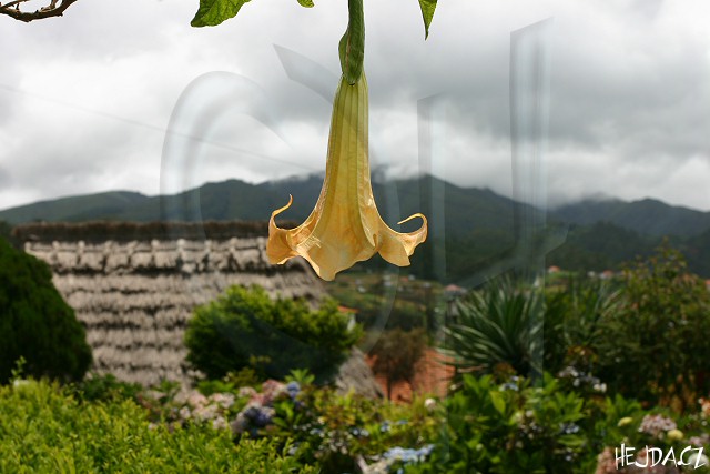 Brugmansia