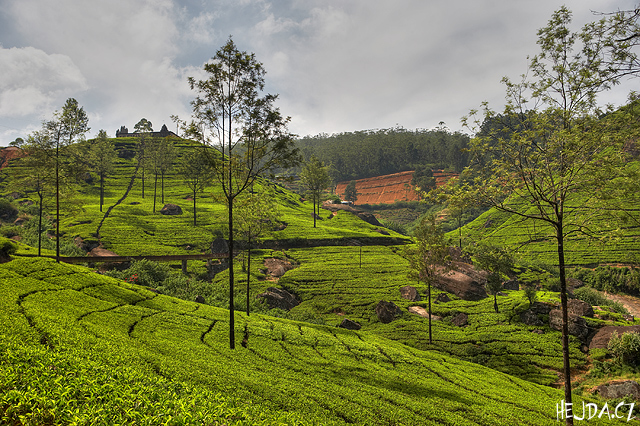 ajov plante v Nuwara Eliya