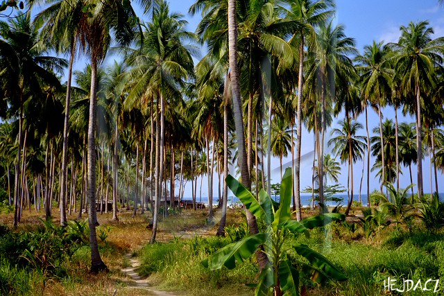 palmový háj na Phi Phi