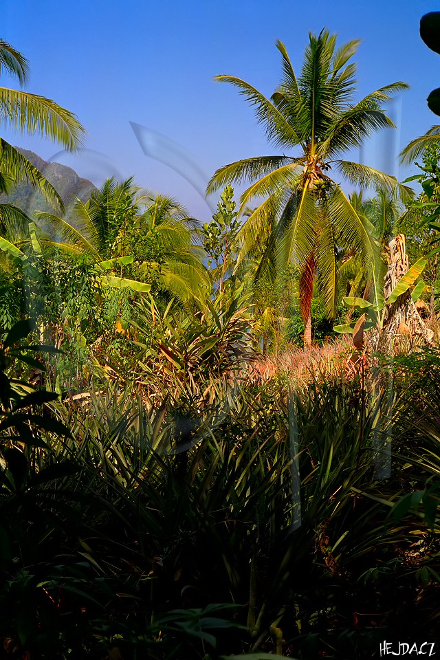 ananasová plantáž na ostrově Phi Phi Don